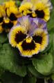 Pansy-Frizzle Sizzle Yellow-Blue Swirl 4"