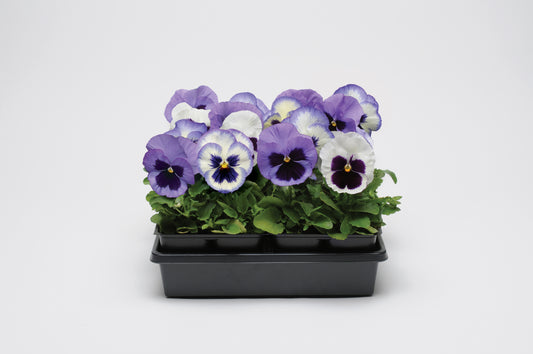 Pansy-Matrix Ocean Breeze Mix 6"
