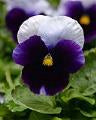 Pansy-Matrix Beaconsfield 6 Pack