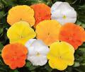 Pansy-Matrix Daffodil Mix 6 Pack Premium