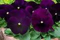 Pansy-Matrix Purple 6 Pack