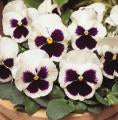 Pansy-Matrix White Blotch 6 Pack