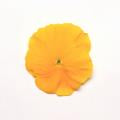 Pansy-Matrix Yellow 6 Pack