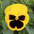 Pansy-Matrix Yellow Blotch 6 Pack