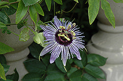 Passiflora-Blue Passion Vine 10"