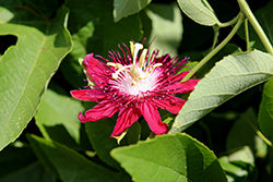 Passiflora-Red Passion Vine 10"