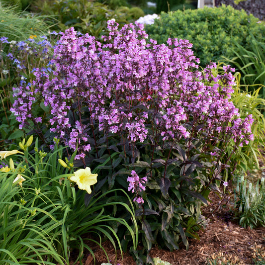 Penstemon-Midnight Masquerade 1C