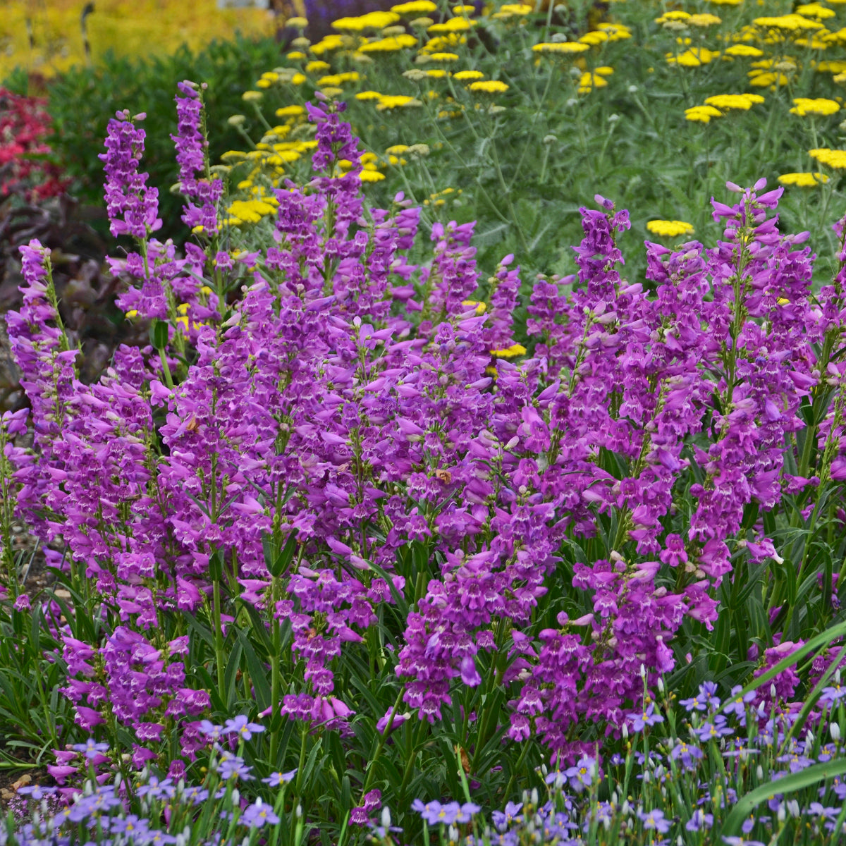 Penstemon-Prairie Dusk 1C