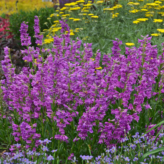 Penstemon-Prairie Dusk 1C