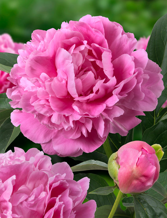 Peony-Jacorma 2C