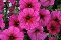 Petchoa-SuperCal Prem Purple Dawn 11"H