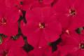 Petunia-Dreams Red 6 Pack
