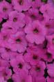 Petunia-Easy Wave Neon Rose 4.3"