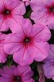 Petunia-Easy Wave Pink Passion 11"H