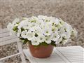 Petunia-Easy Wave White 4.3"