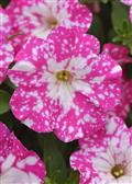 Petunia-Headliner Light Pink Sky 4.3"