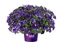 Petunia-Splash Dance Bolero Blue 4.3"