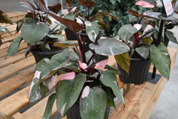 Philodendron-Pink Princess 6"