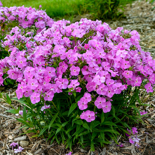 Phlox-Baby Doll Pink 1C