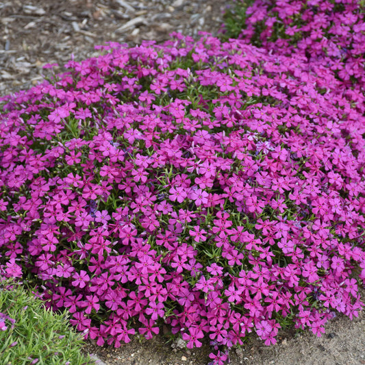 Phlox-Majestic Magenta 1C