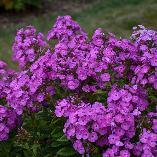 Phlox-Cover Girl 1C