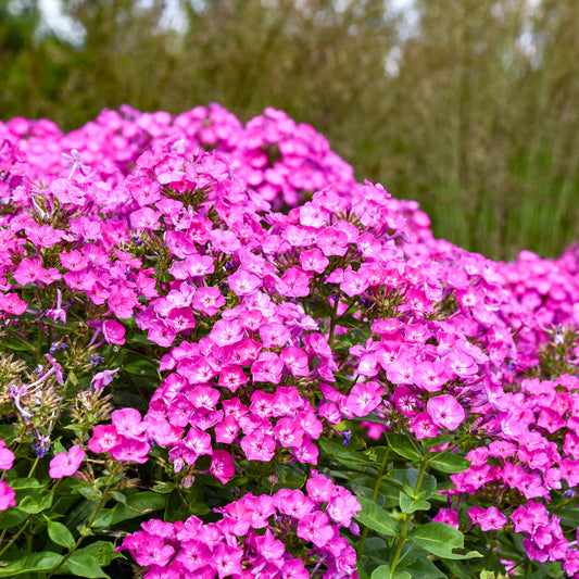 Phlox-Dream Girl 1C