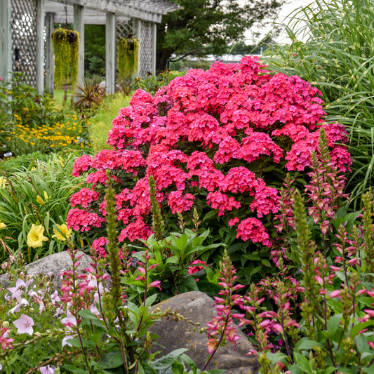 Phlox-Glamour Girl 1C