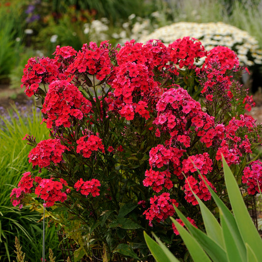 Phlox-Red Riding Hood 1C