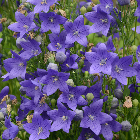 Platycodon-Fuji Blue 1C