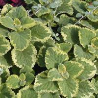 Plectranthus-Coleoides Variegated 3.5"