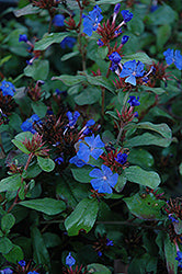 Plumbago-6"
