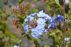 Plumbago-Imperial Blue 10"