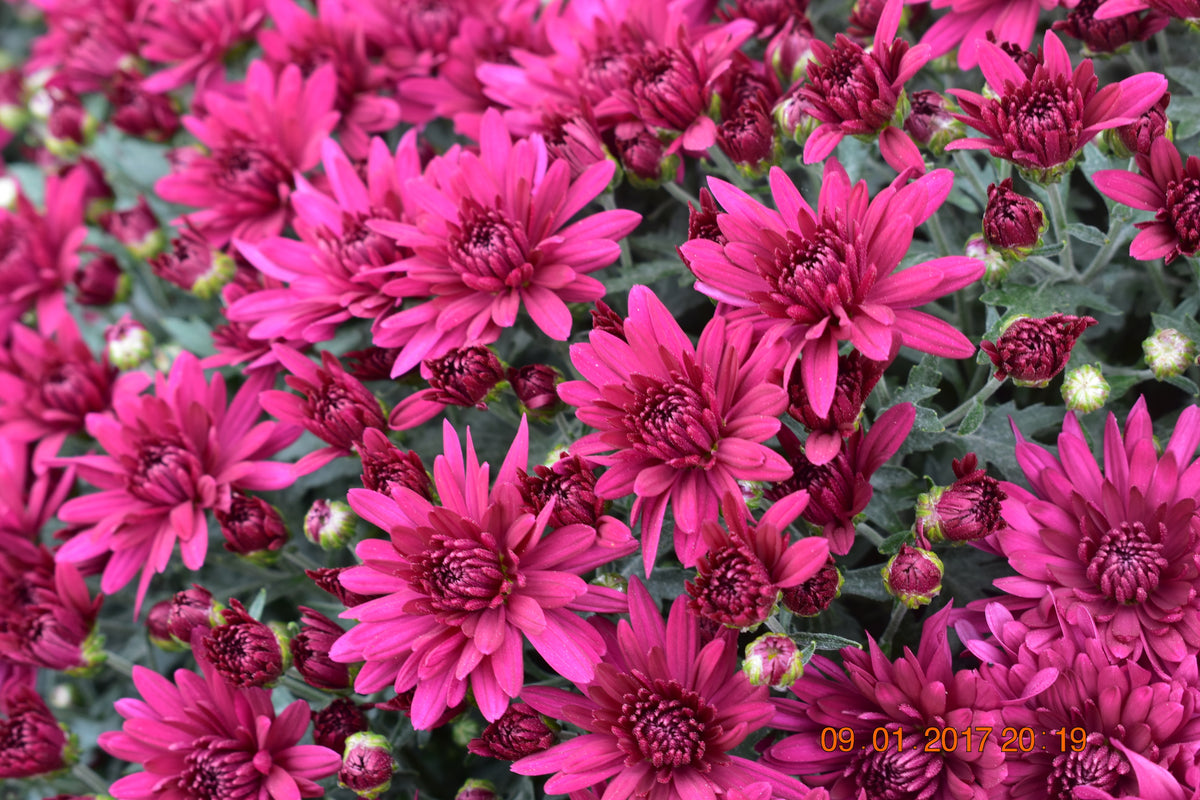 Mum- Poppin Purple M 6"