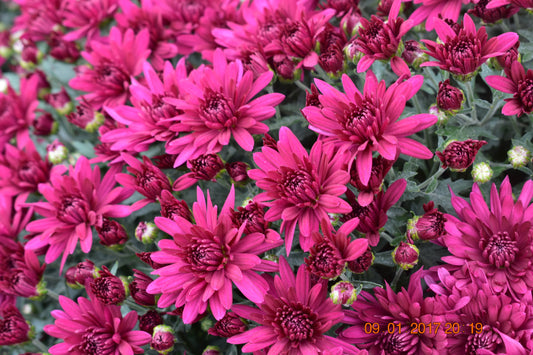 Mum- Poppin Purple M 3C
