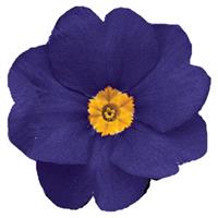 Primula-Danova Blue 4"