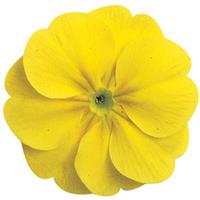 Primula-Danova Lemon Yellow 4"