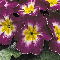 Primula-Danova Wine Red Bi-color 4"
