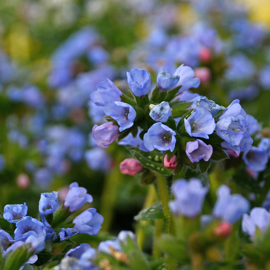 Pulmonaria-Twinkle Toes 1C