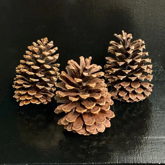 Christmas-Pine Cone Ponderosa