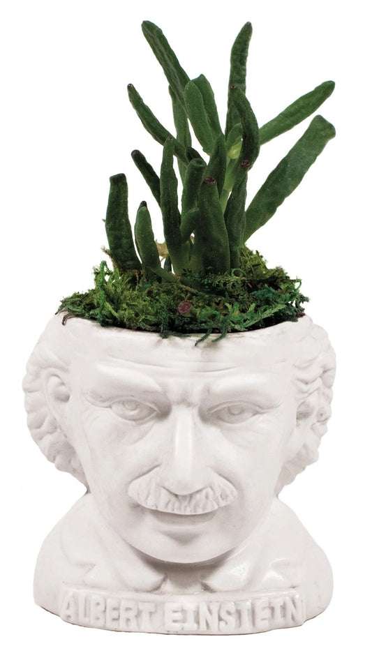 Planter-Albert Einstein