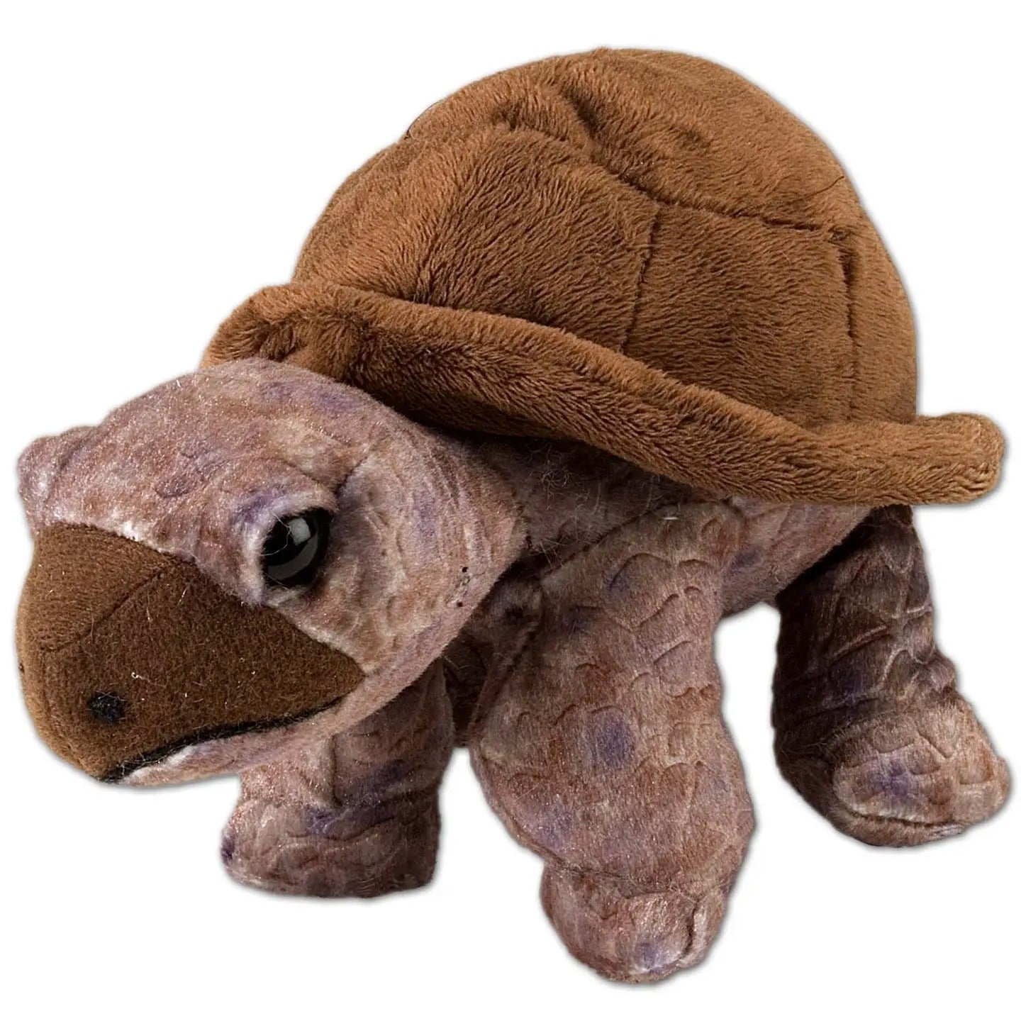 Mini Tortoise – Country Arbors Nursery