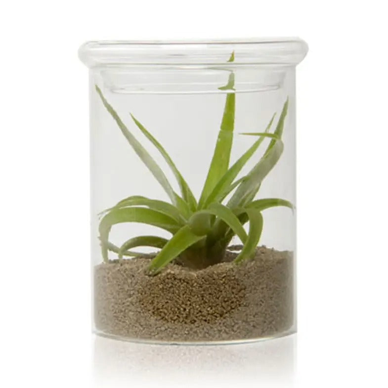 Terrarium-Glass Petri