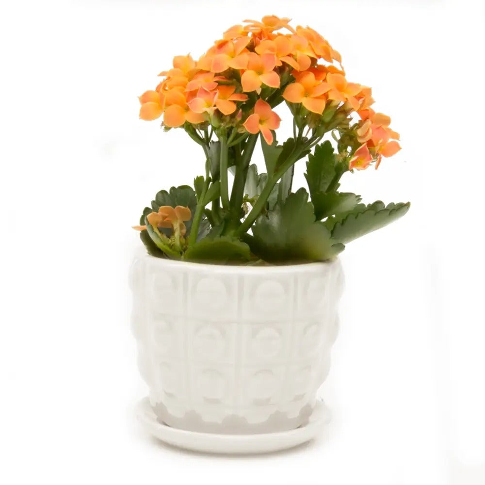 Planter-Convex Succulent White
