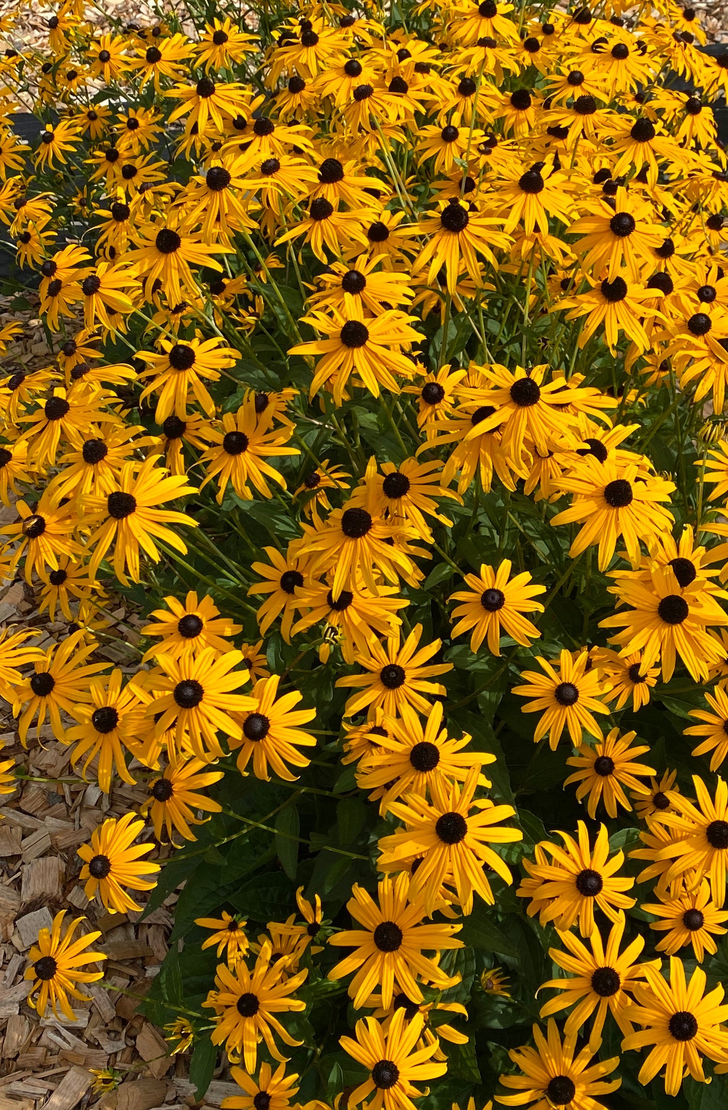 Rudbeckia-Mega Millions 1C