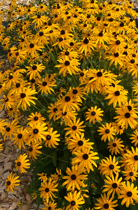 Rudbeckia-Mega Millions 1C