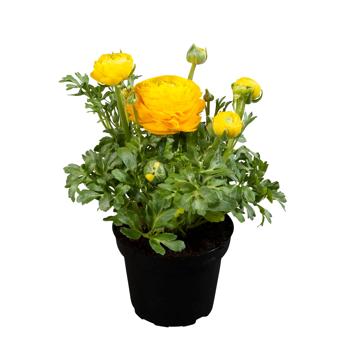 Ranunculus-Sprinkles Yellow 4.3"