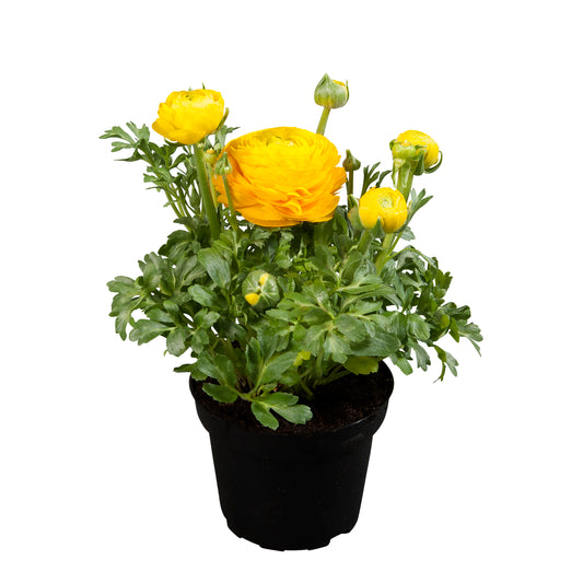 Ranunculus-Sprinkles Yellow Qt