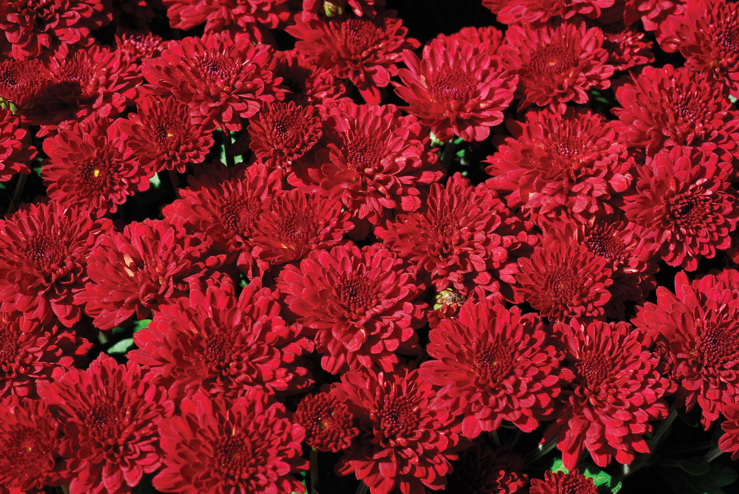 Mum- Red Ryder Red L 3C