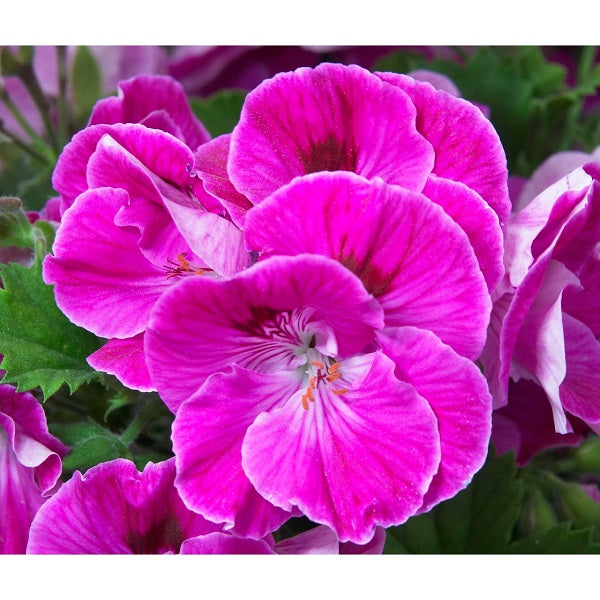 Geranium-Regal Elegance Lilac Sachet 5.5"