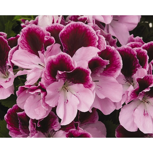 Geranium-Regal Elegance Purple Majesty 5.5"